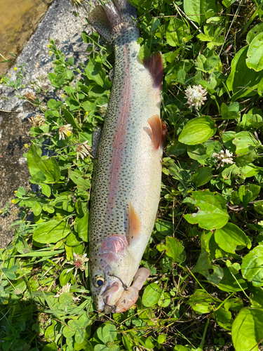 ニジマスの釣果