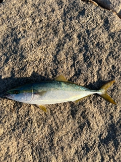 ハマチの釣果