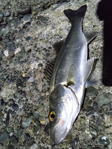 若狭高浜海釣り公園