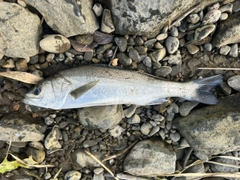 フッコ（マルスズキ）の釣果