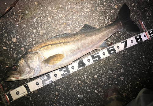 シーバスの釣果