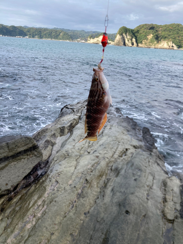 ホシササノハベラの釣果