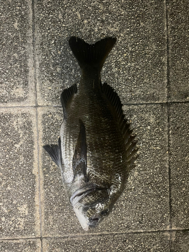 チヌの釣果