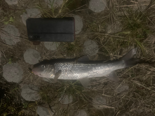 ニゴイの釣果