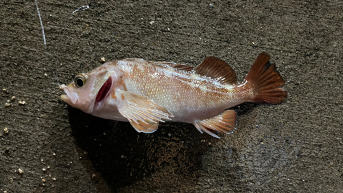 キツネメバルの釣果