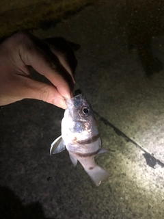 ヨコスジイシモチの釣果