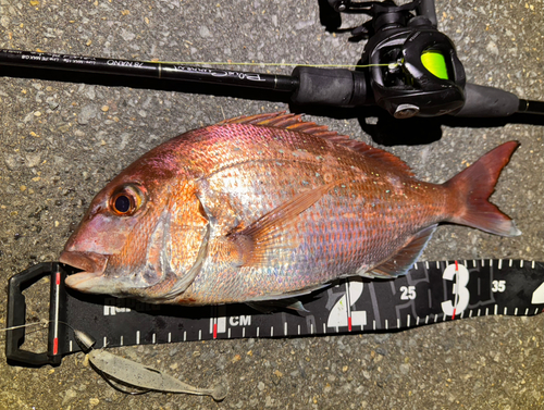 マダイの釣果