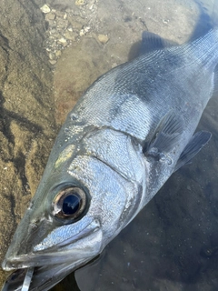 ヒラスズキの釣果