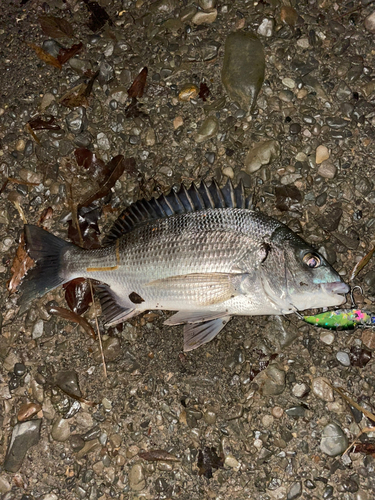 チヌの釣果