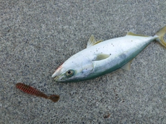 クロソイの釣果