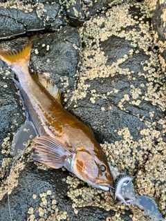 アブラコの釣果