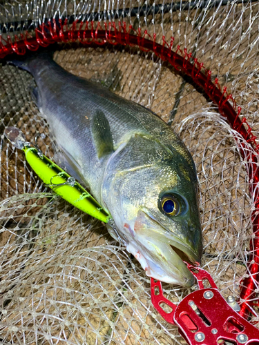 フッコ（マルスズキ）の釣果