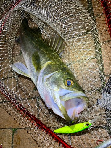 スズキの釣果