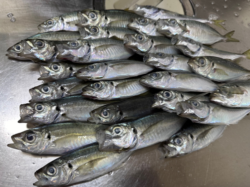 アジの釣果