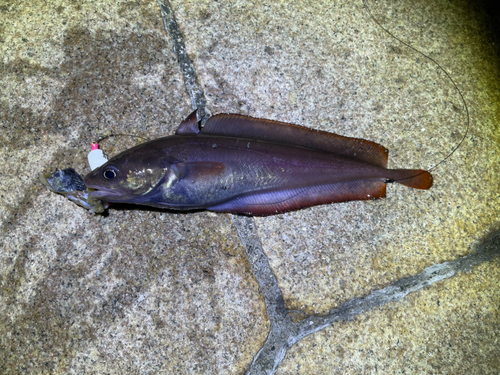 ドンコの釣果