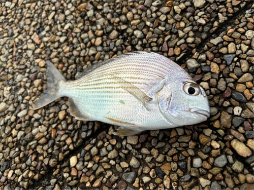 ヘダイの釣果