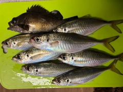 アジの釣果