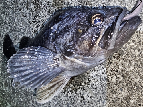 クロソイの釣果