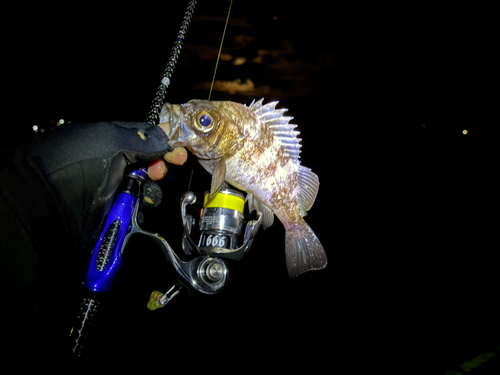 メバルの釣果