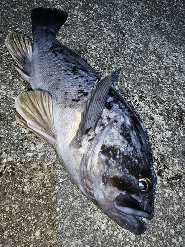 三陸海岸（岩手）