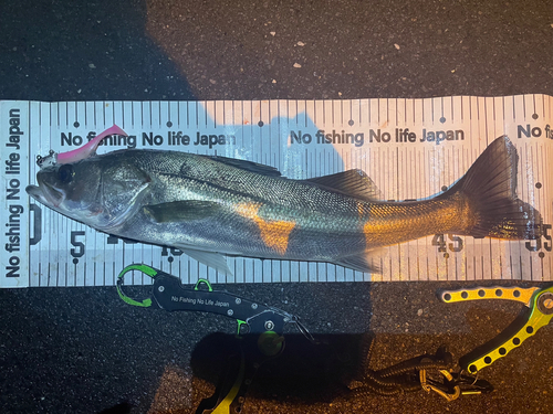 シーバスの釣果