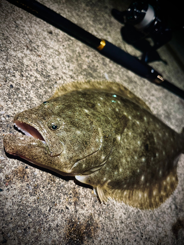 ヒラメの釣果