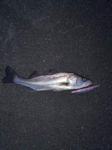 伊勢湾