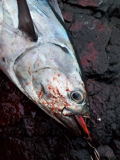 カツオの釣果