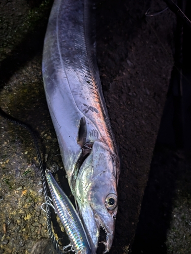 タチウオの釣果