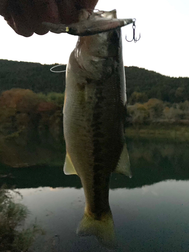 ラージマウスバスの釣果