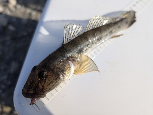 マハゼの釣果