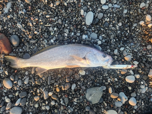 ニベの釣果