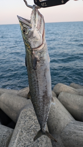 サゴシの釣果