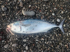 ソウダガツオの釣果