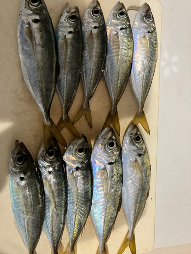 アジの釣果