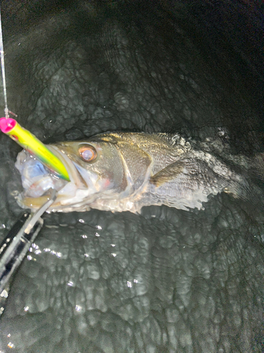 シーバスの釣果