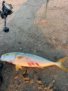 イナダの釣果