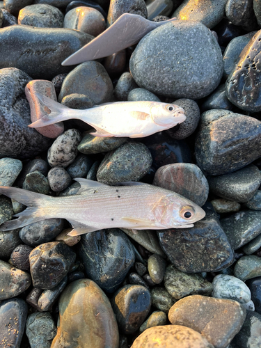 ツバメコノシロの釣果