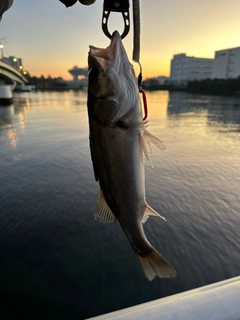 スズキの釣果