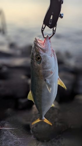 ヤズの釣果