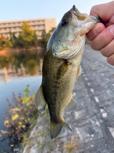 ラージマウスバスの釣果