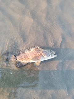 チャイロマルハタの釣果