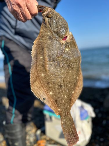 イシガレイの釣果