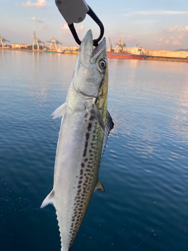 サゴシの釣果