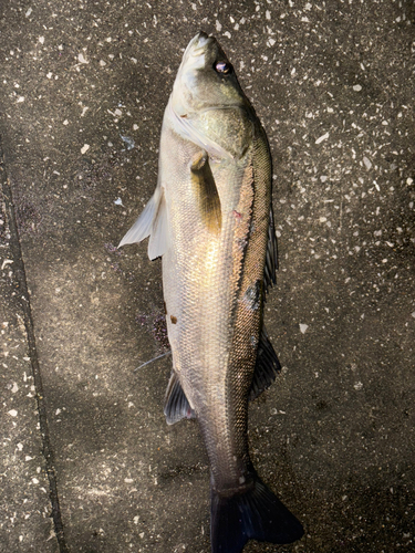 スズキの釣果