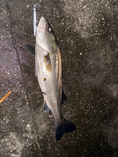 スズキの釣果