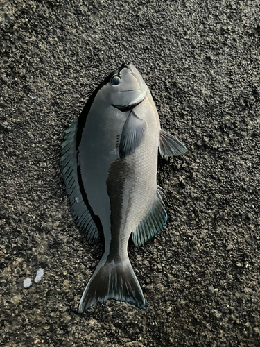 メジナの釣果