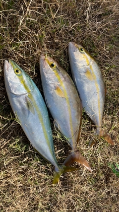 ショゴの釣果