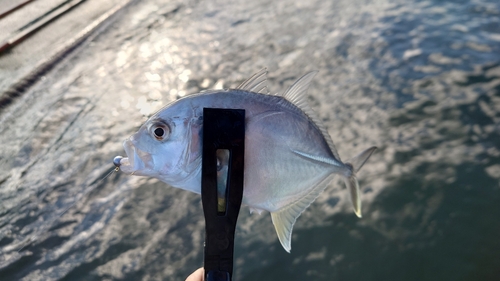 メッキの釣果