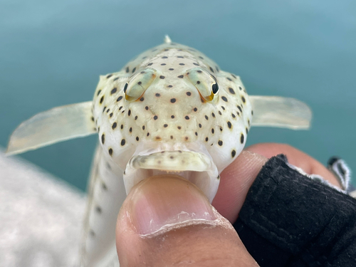 オグロトラギスの釣果